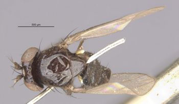 Media type: image;   Entomology 11151 Aspect: habitus dorsal view